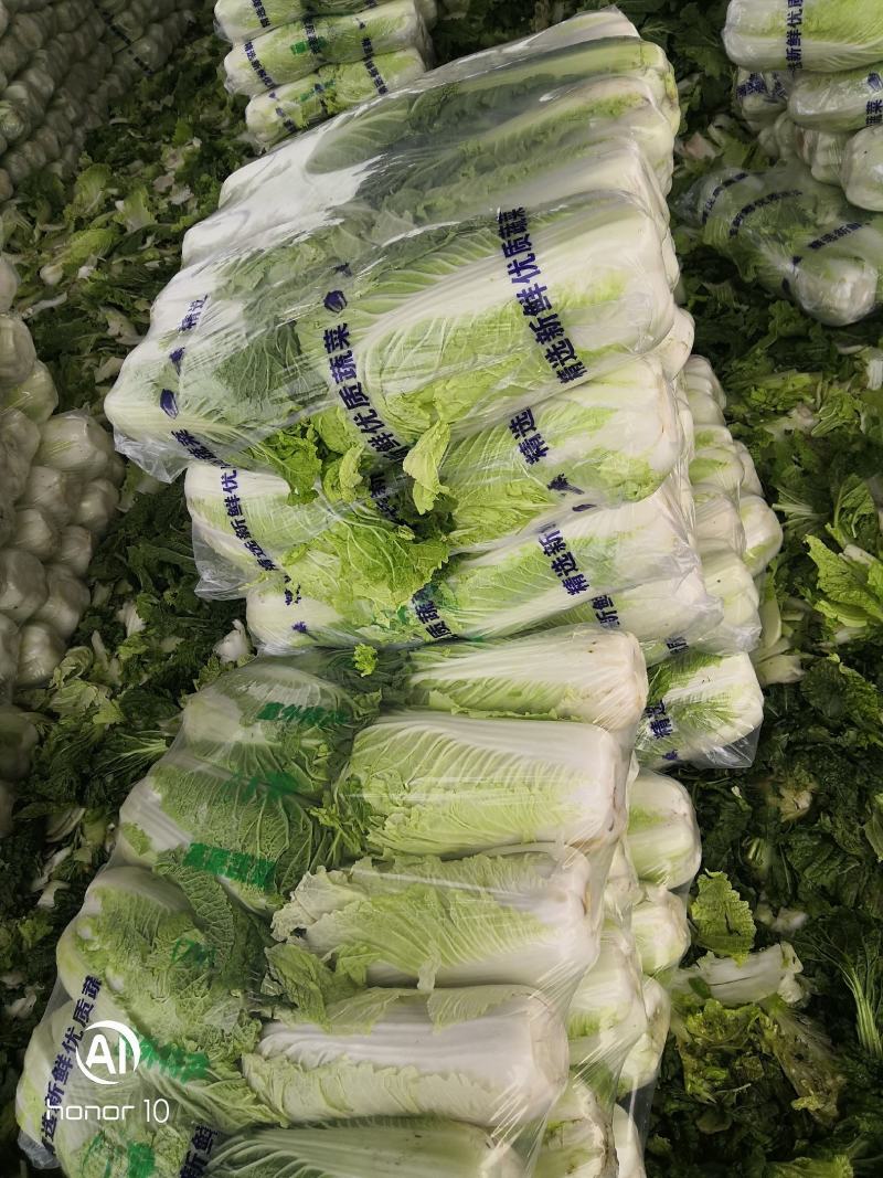 河南青杂三号白菜，个头均匀。产地直发货源充足！欢迎来电订购！
