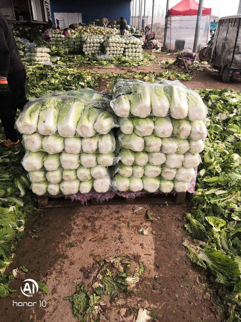河南青杂三号白菜，个头均匀。产地直发货源充足！欢迎来电订购！