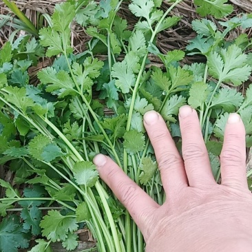 河南杞县精品香菜，芫荽