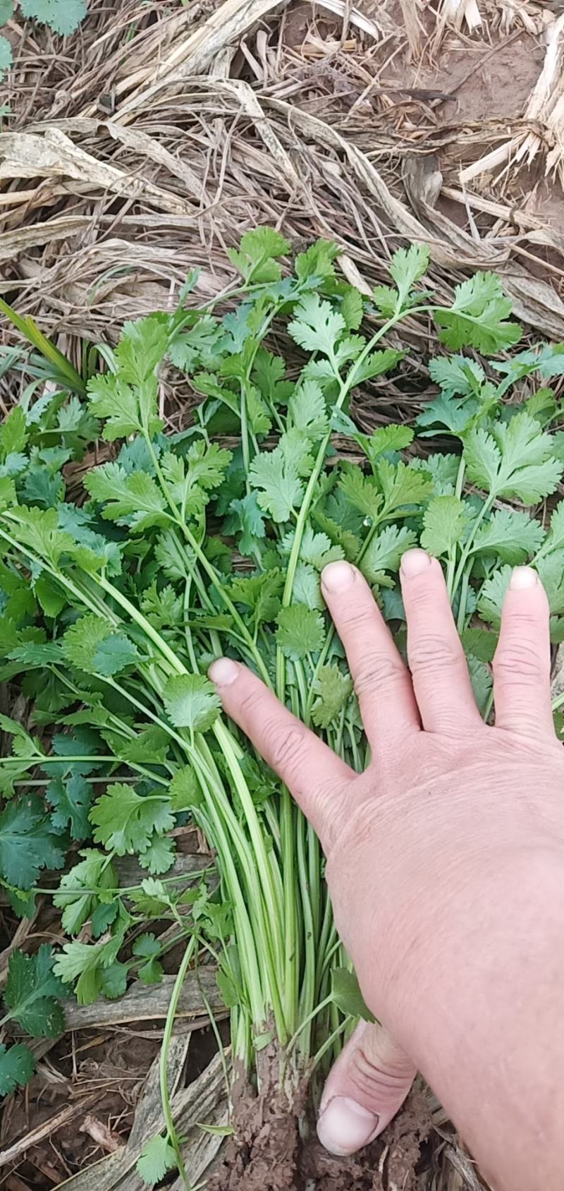 河南杞县精品香菜，芫荽