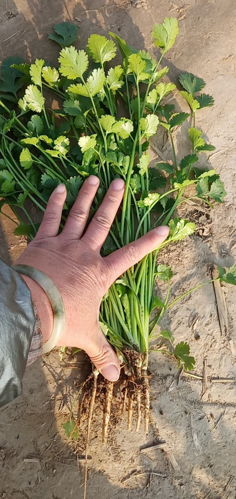 河南杞县精品香菜，芫荽