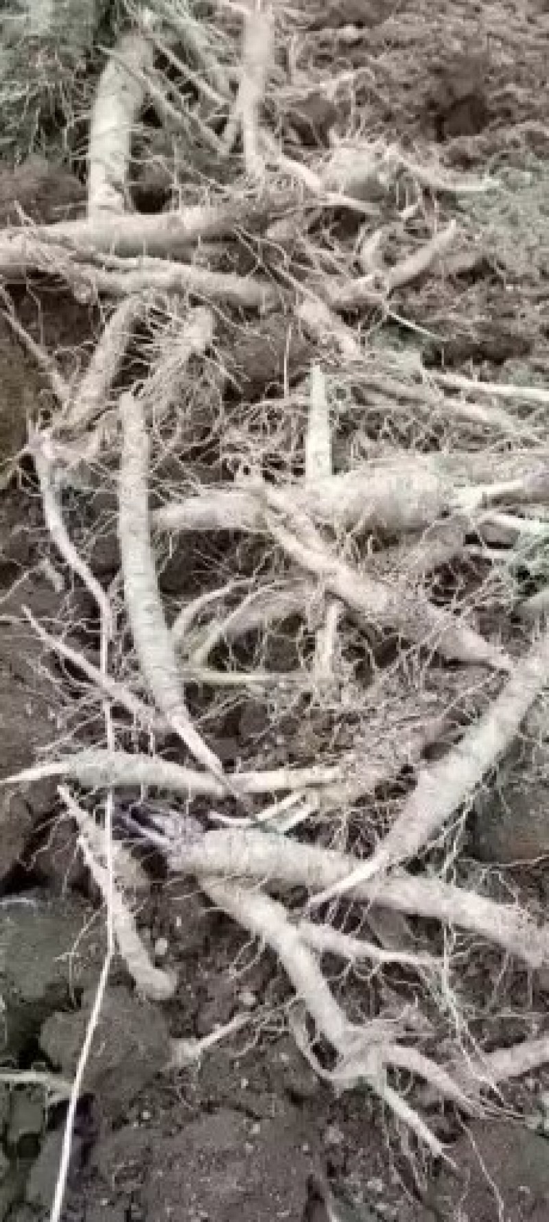 山胡萝卜，山地瓜，山海螺，种，鲜品，苗，自家种植，可实地