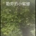 山胡萝卜，山地瓜，山海螺，种，鲜品，苗，自家种植，可实地