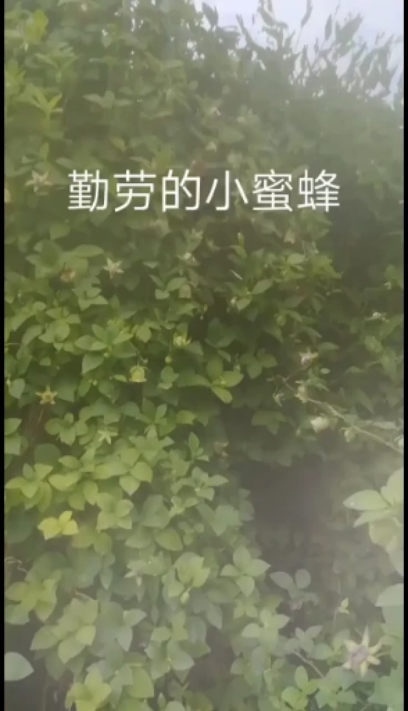 山胡萝卜，山地瓜，山海螺，种，鲜品，苗，自家种植，可实地