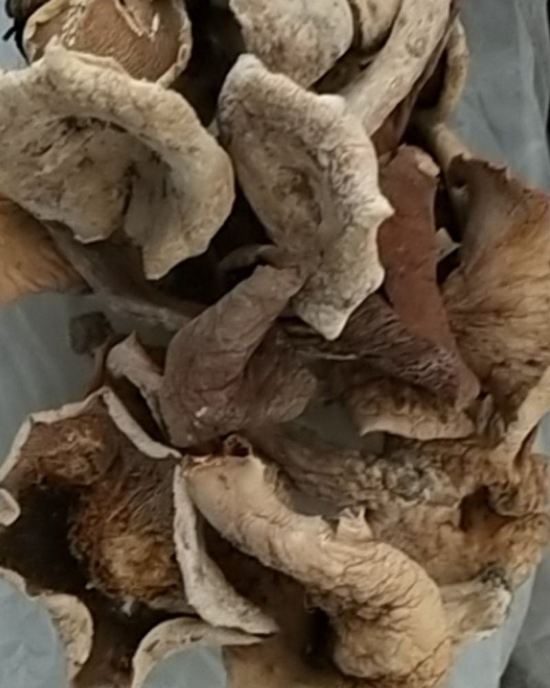 野生菌(奶浆菌，鹅掌，白菌)白菌混装干品杂菌干货