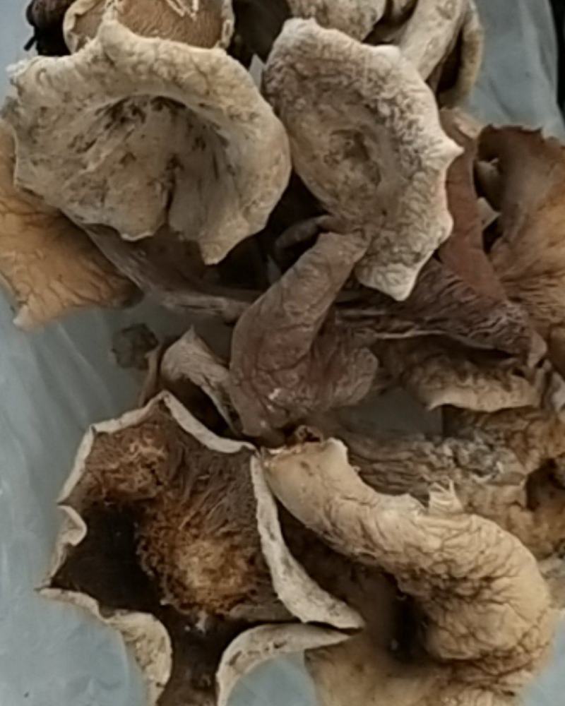 野生菌(奶浆菌，鹅掌，白菌)白菌混装干品杂菌干货