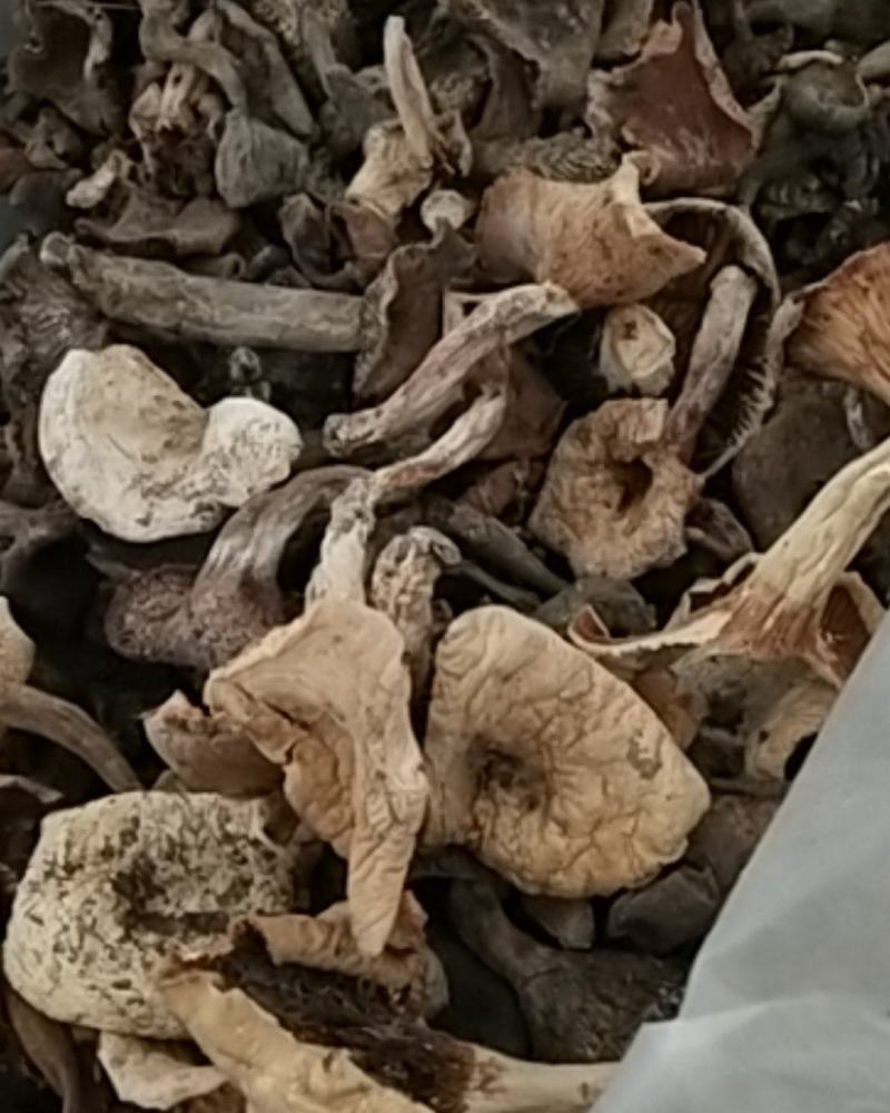 野生菌(奶浆菌，鹅掌，白菌)白菌混装干品杂菌干货
