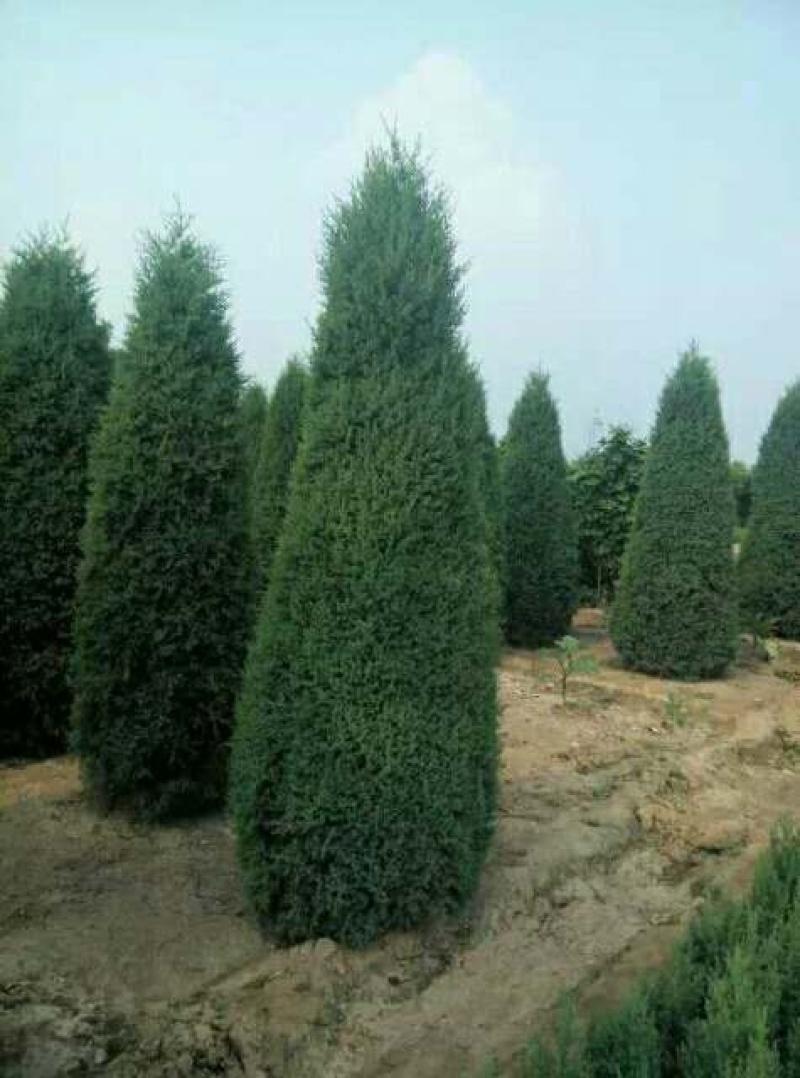 望都塔柏望都塔侩望都塔桧规格齐全树形似宝塔墓地荒山造林苗