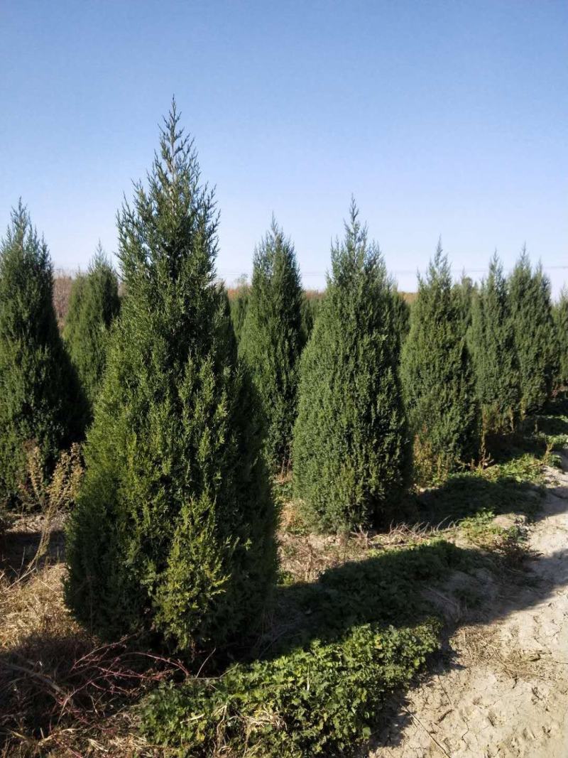 望都塔柏望都塔侩望都塔桧规格齐全树形似宝塔墓地荒山造林苗