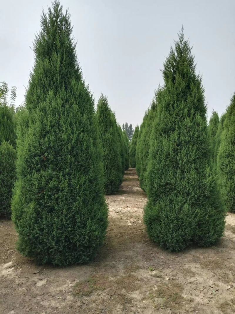 望都塔柏望都塔侩望都塔桧规格齐全树形似宝塔墓地荒山造林苗