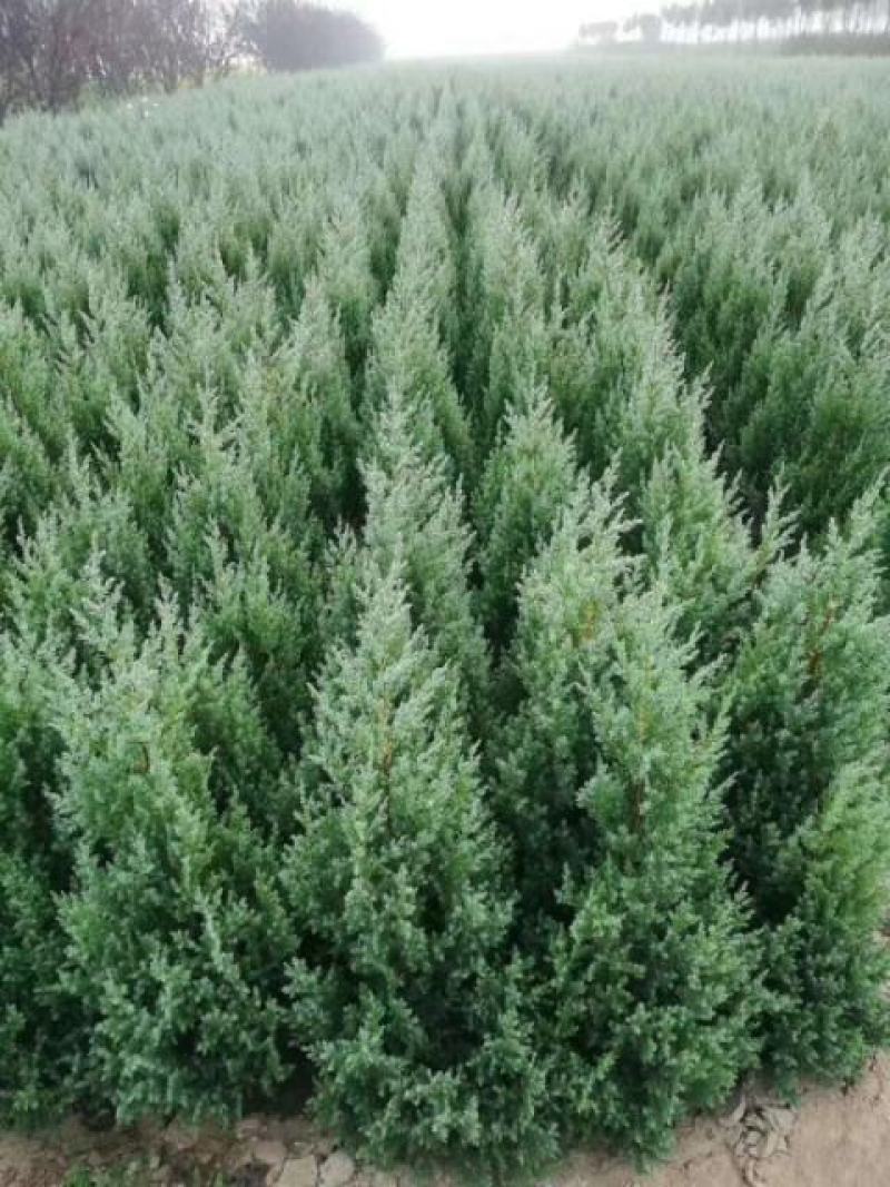 望都塔柏望都塔侩望都塔桧规格齐全树形似宝塔墓地荒山造林苗