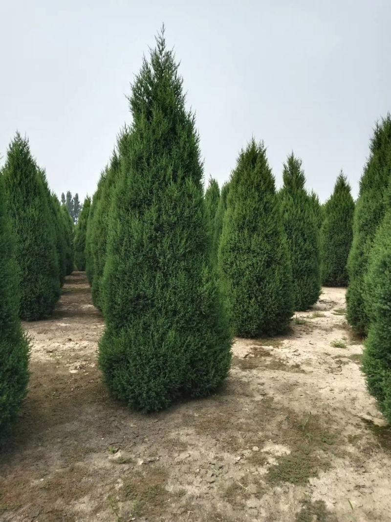 望都塔柏望都塔侩望都塔桧规格齐全树形似宝塔墓地荒山造林苗