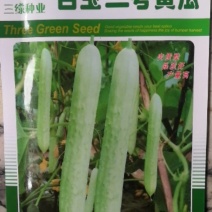 白玉二号黄瓜早熟春季播种瓜条顺直瓜皮白绿色肉质脆甜品质好