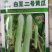 白玉二号黄瓜早熟春季播种瓜条顺直瓜皮白绿色肉质脆甜品质好