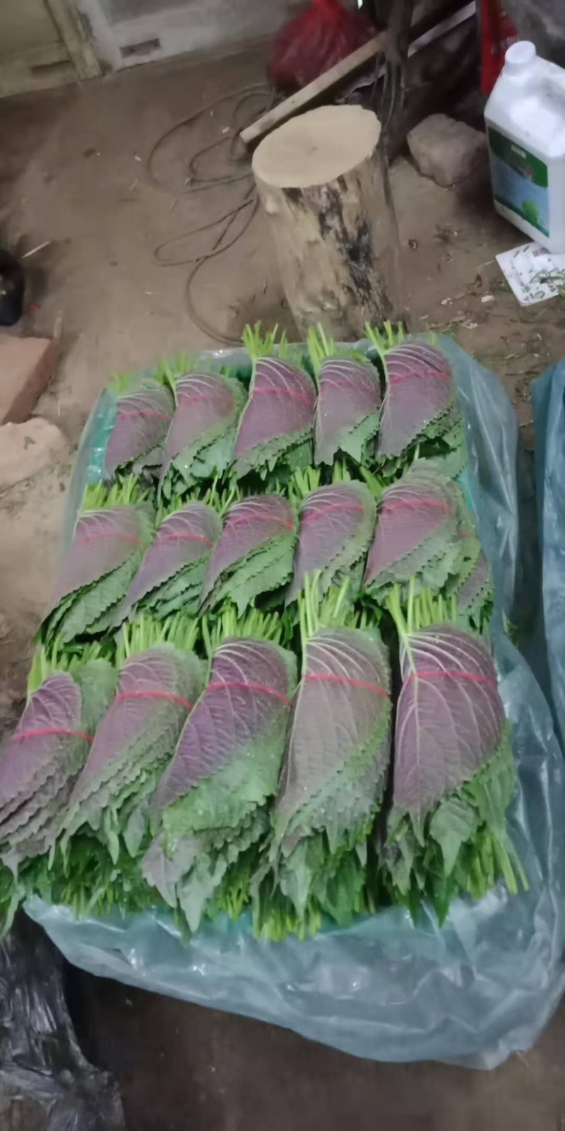 产地直供，精品紫苏叶大量上市，诚信经营，欢迎老板下单