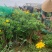 营养杯暮春菊木春菊量大从优，基地直发，价钱便宜