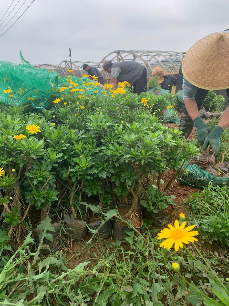 营养杯暮春菊木春菊量大从优，基地直发，价钱便宜