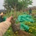 营养杯暮春菊木春菊量大从优，基地直发，价钱便宜