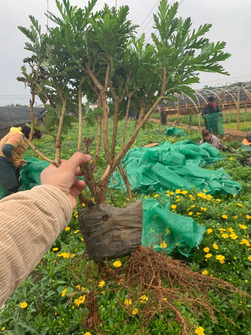 营养杯暮春菊木春菊量大从优，基地直发，价钱便宜