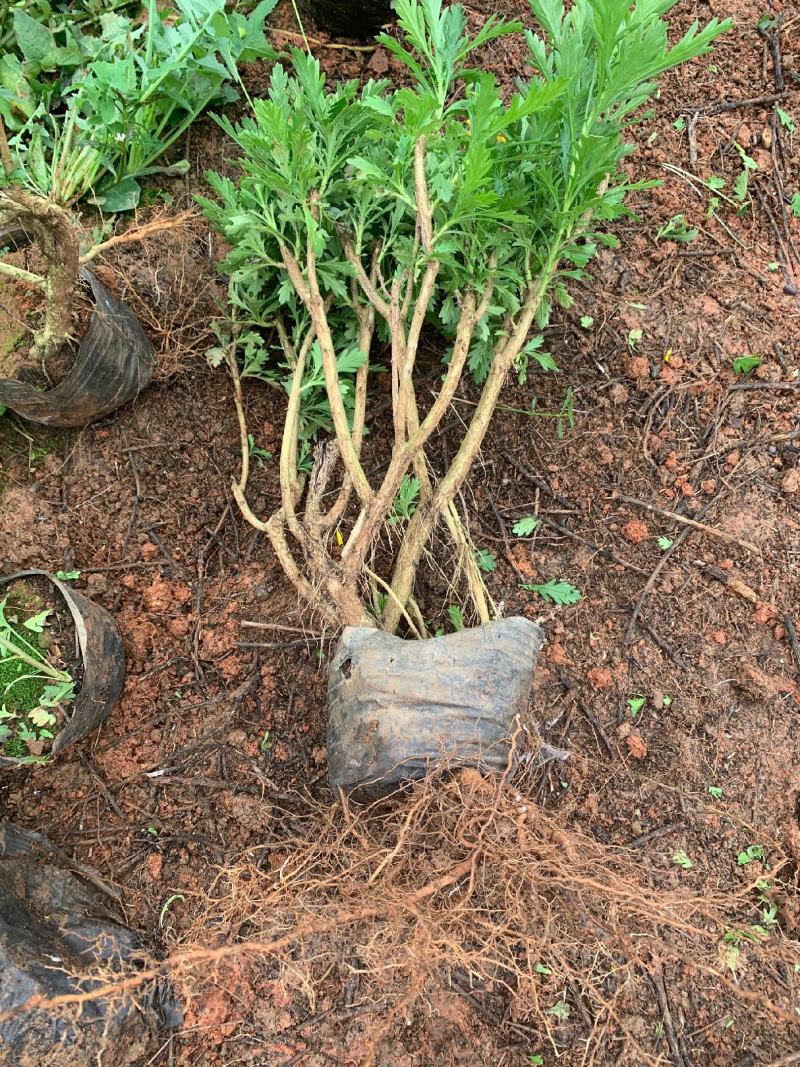 营养杯暮春菊木春菊量大从优，基地直发，价钱便宜