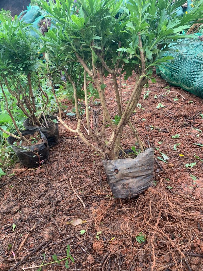 营养杯暮春菊木春菊量大从优，基地直发，价钱便宜