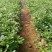 营养杯暮春菊木春菊量大从优，基地直发，价钱便宜