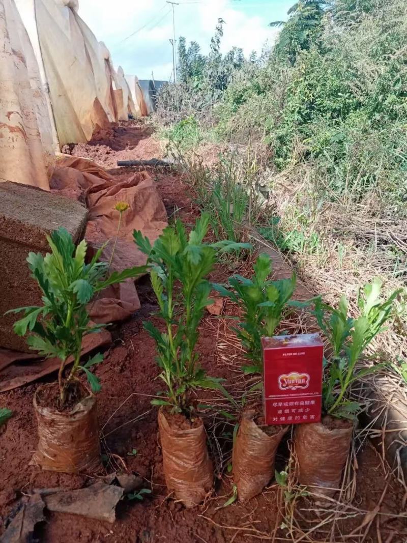营养杯暮春菊木春菊量大从优，基地直发，价钱便宜