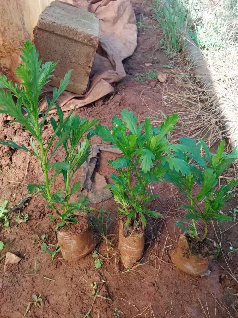 营养杯暮春菊木春菊量大从优，基地直发，价钱便宜