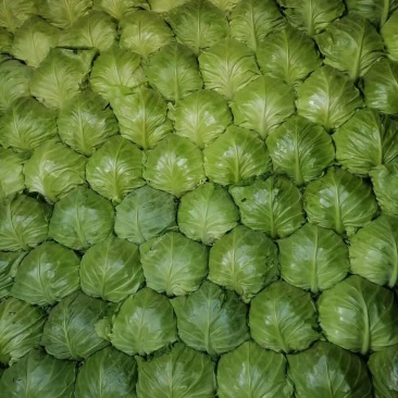 新茬精品薄皮青圆包菜大棚甘蓝基地，松软，质优，实力代办，