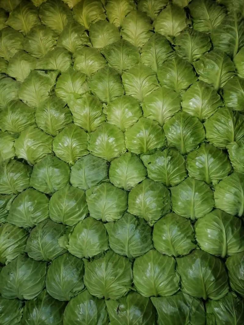 新茬精品薄皮青圆包菜大棚甘蓝基地，松软，质优，实力代办，