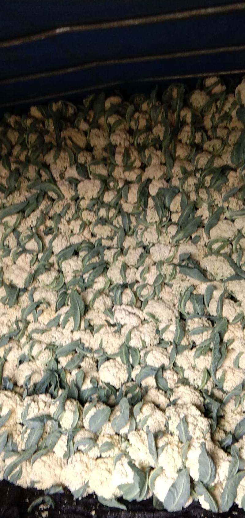 【基地直供】有机花菜，需要菜花的老板联系我
