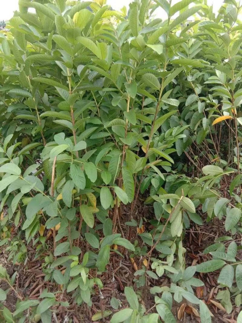 珍珠番石榴苗嫁接苗正品一手货源量大价优欢迎咨询