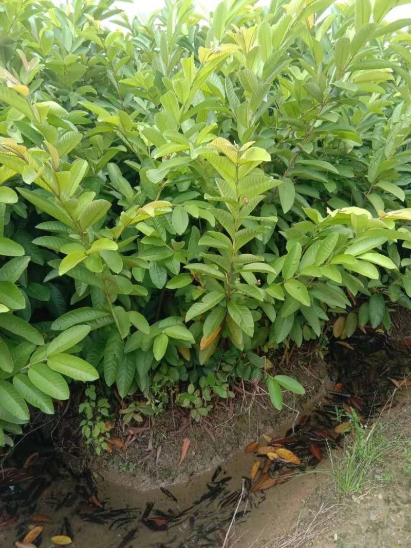 珍珠番石榴苗嫁接苗正品一手货源量大价优欢迎咨询