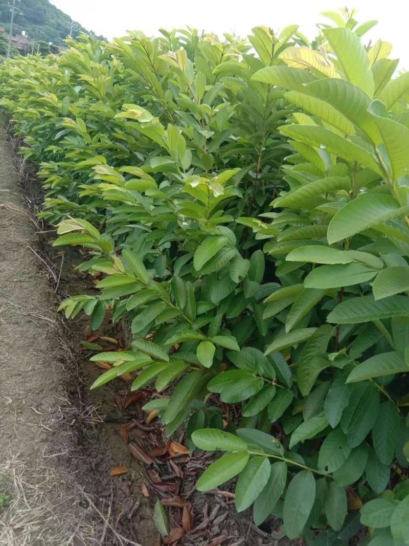 珍珠番石榴苗嫁接苗正品一手货源量大价优欢迎咨询