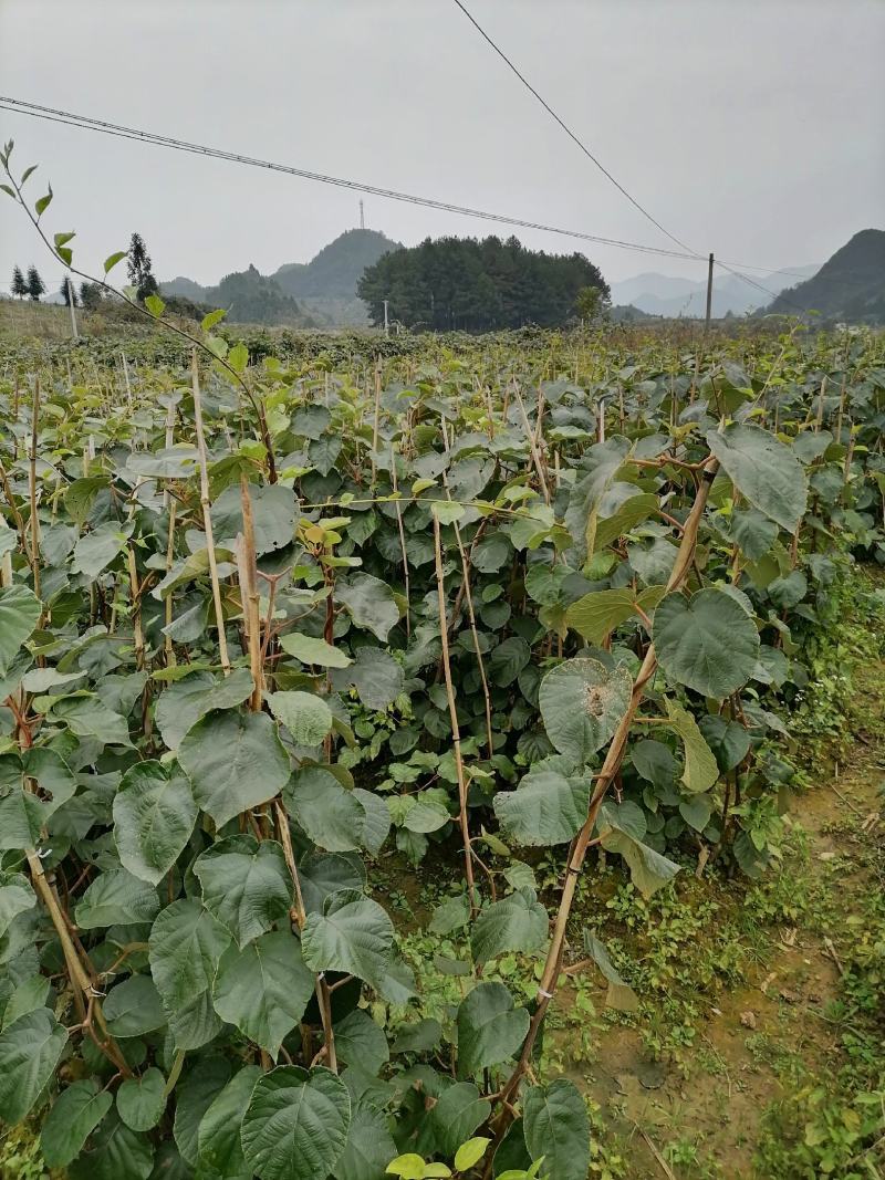 湘西永顺县猕猴桃苗出售