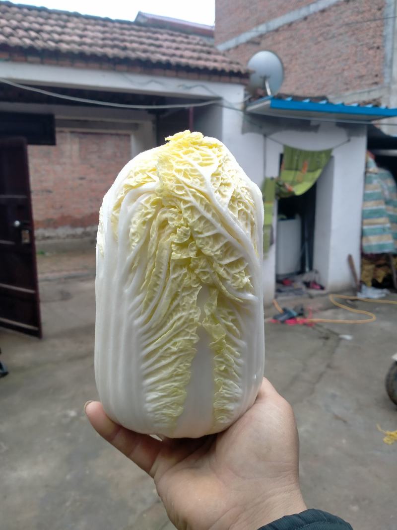 精品娃娃菜，净菜打包，产地直发/一手货源！