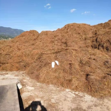 松毛腐殖土主要用来种植魔芋