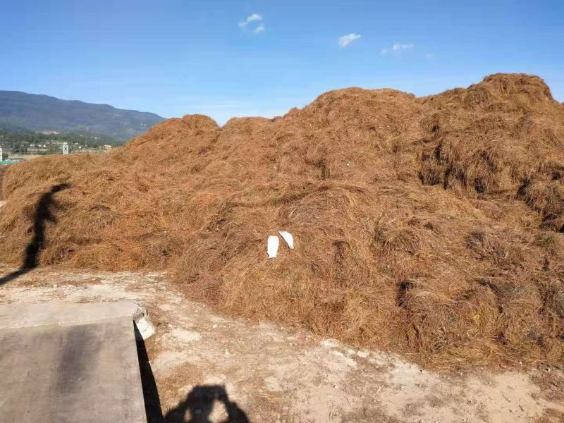 松毛腐殖土主要用来种植魔芋