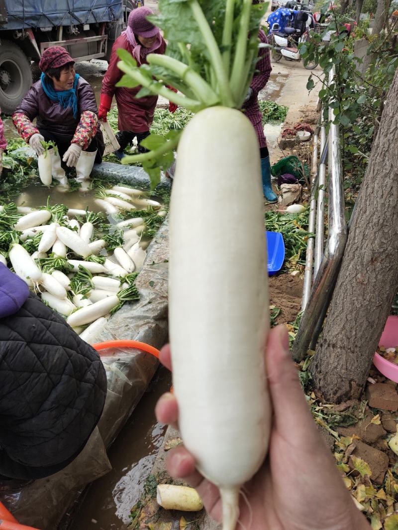 白罗卜301白萝卜山东白萝卜产地直发一手货源