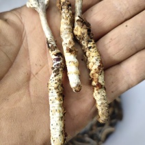 虫草，贵州大山里的，可以鉴定