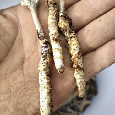 虫草，贵州大山里的，可以鉴定
