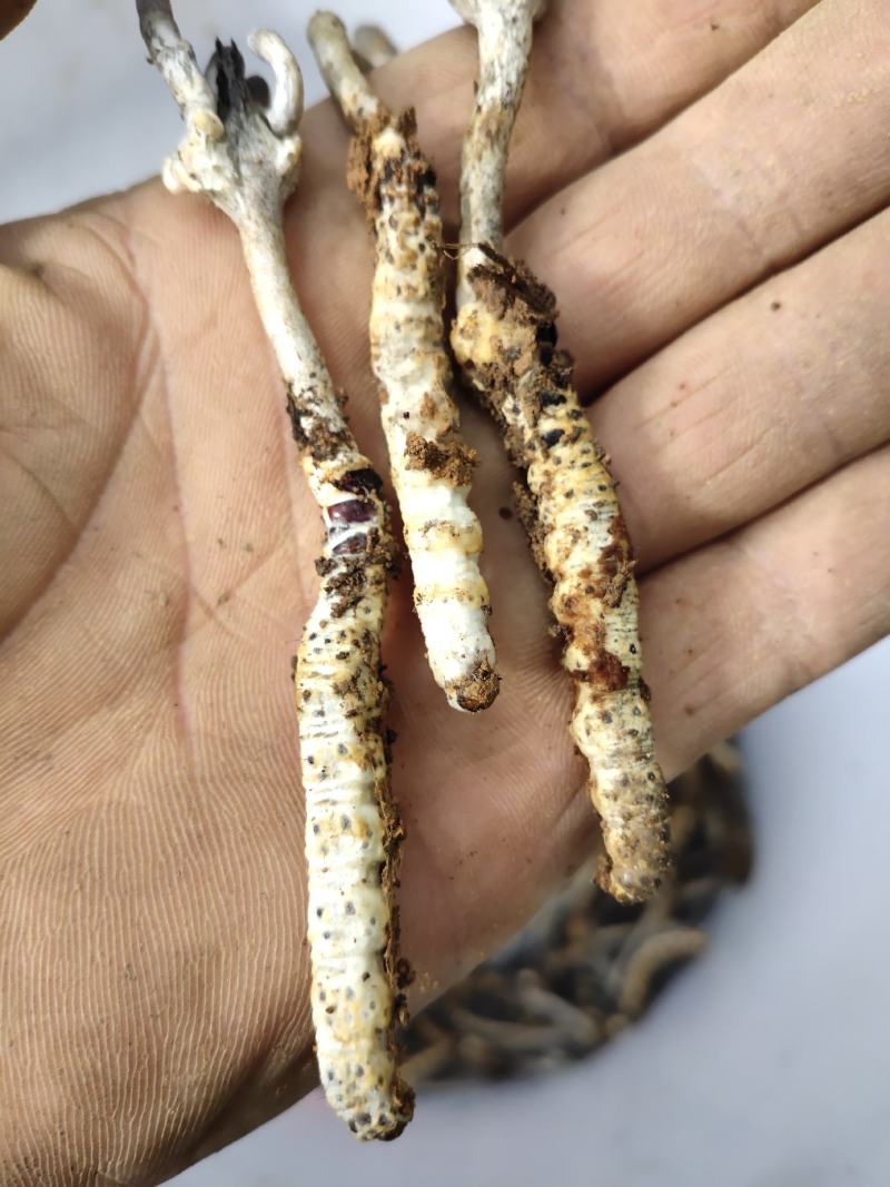 虫草，贵州大山里的，可以鉴定