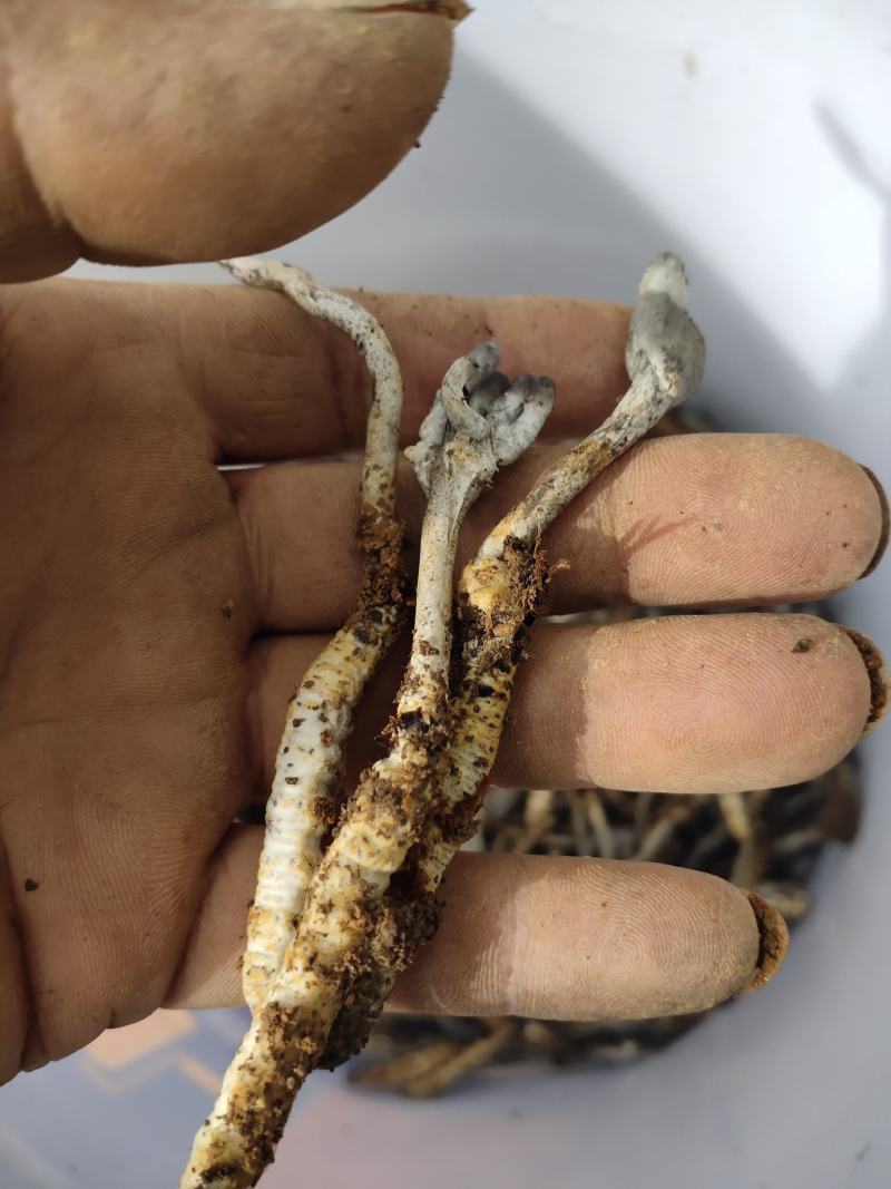 虫草，贵州大山里的，可以鉴定