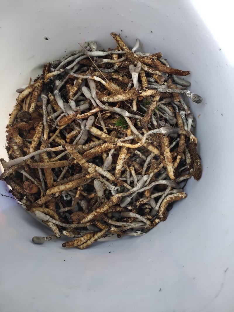虫草，贵州大山里的，可以鉴定