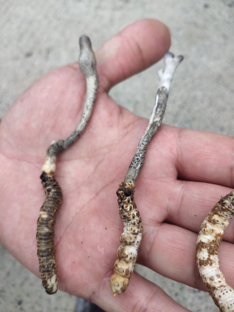 虫草，贵州大山里的，可以鉴定