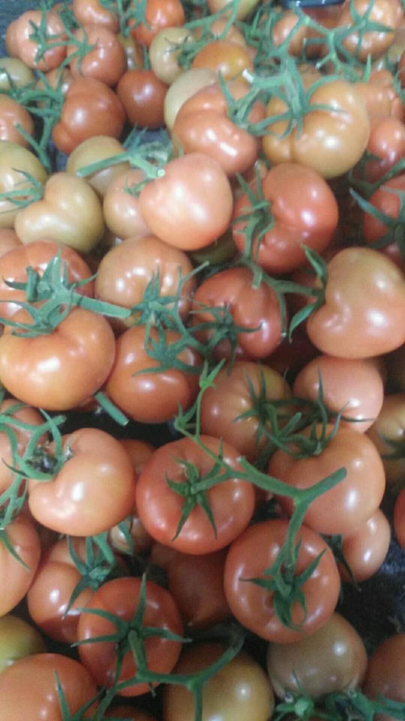 寿光大红西红柿产地实力代收供应超市档口电商食堂