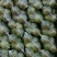 优质甘蓝，大量上市，颜色翠绿，耐运输，需要老板联系…