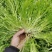 精品苦菊，菊花黄心大，叶片细。