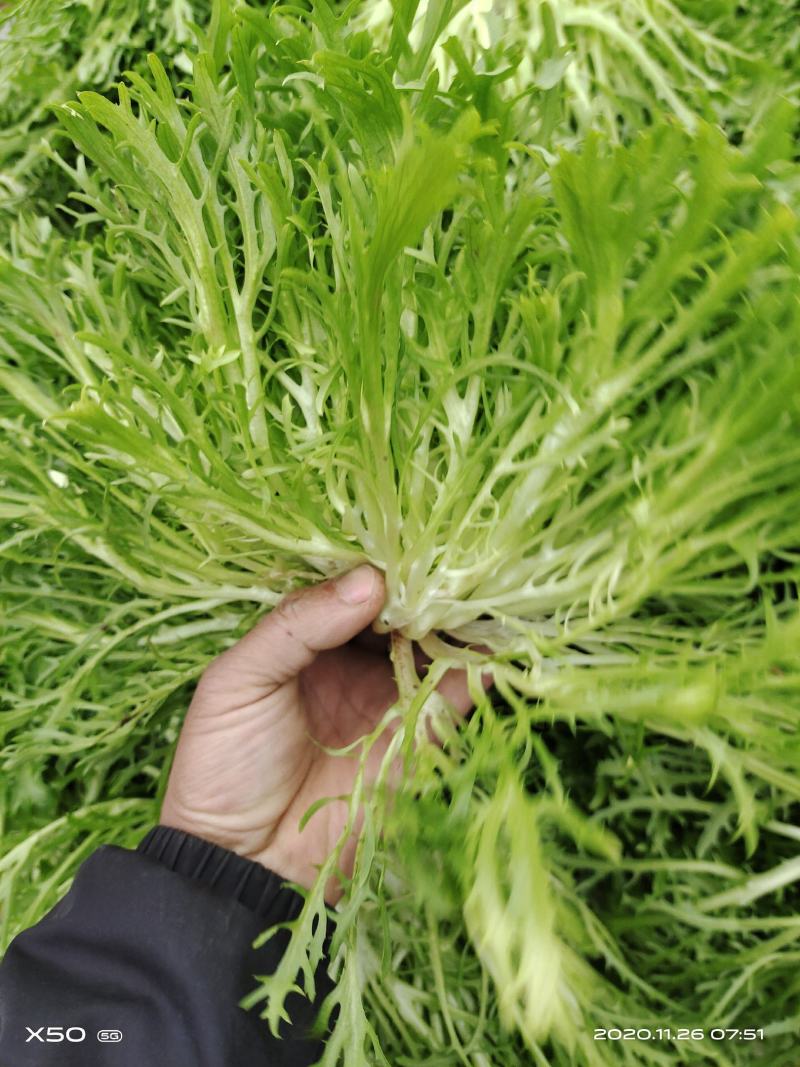 精品苦菊，菊花黄心大，叶片细。