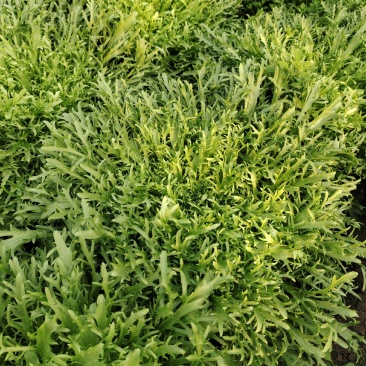 精品苦菊，菊花黄心大，叶片细。